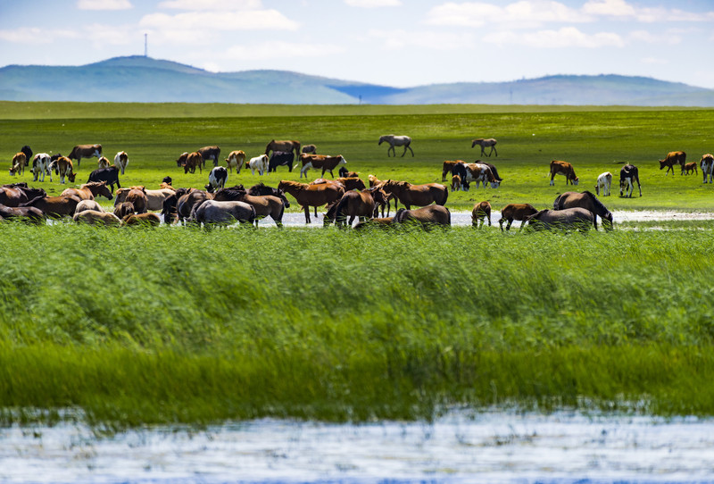 内蒙古,大美草原的壮丽画卷